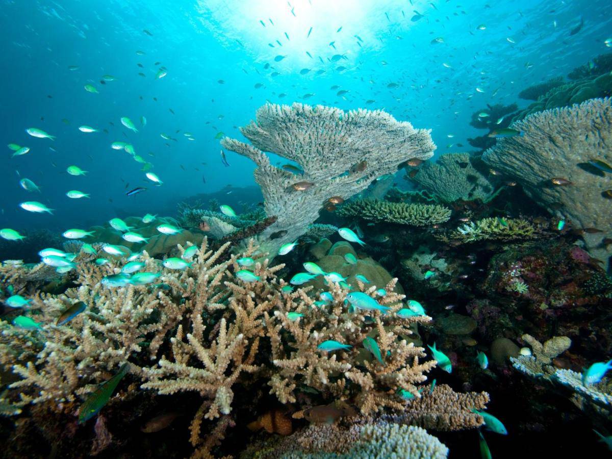 Пт-Мальдивский риф. Домашний риф на Мальдивах это. Park Hyatt Maldives Hadahaa 5*. Maldivian Reefs currents.